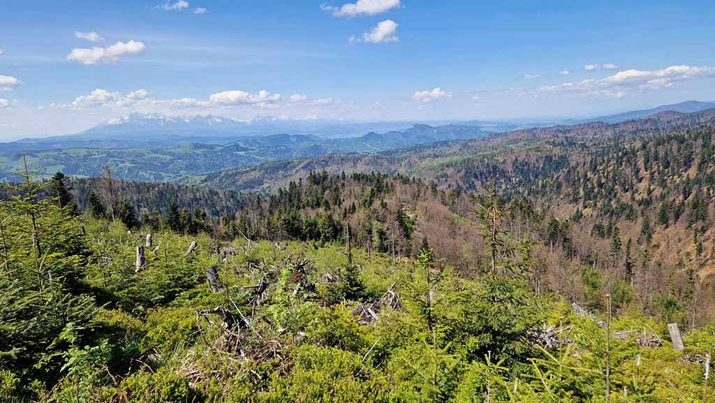 widok z przełęczy żłóbki na tatry